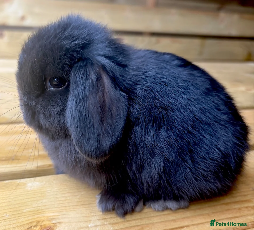 Mini Lop rabbits for sale: Pure bred mini lop baby boy - Advert 1