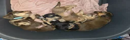 Miniature Dachshund dogs for sale: ✨️Last Girl Left✨️Longhaired Miniature Dachshunds  - Advert 7