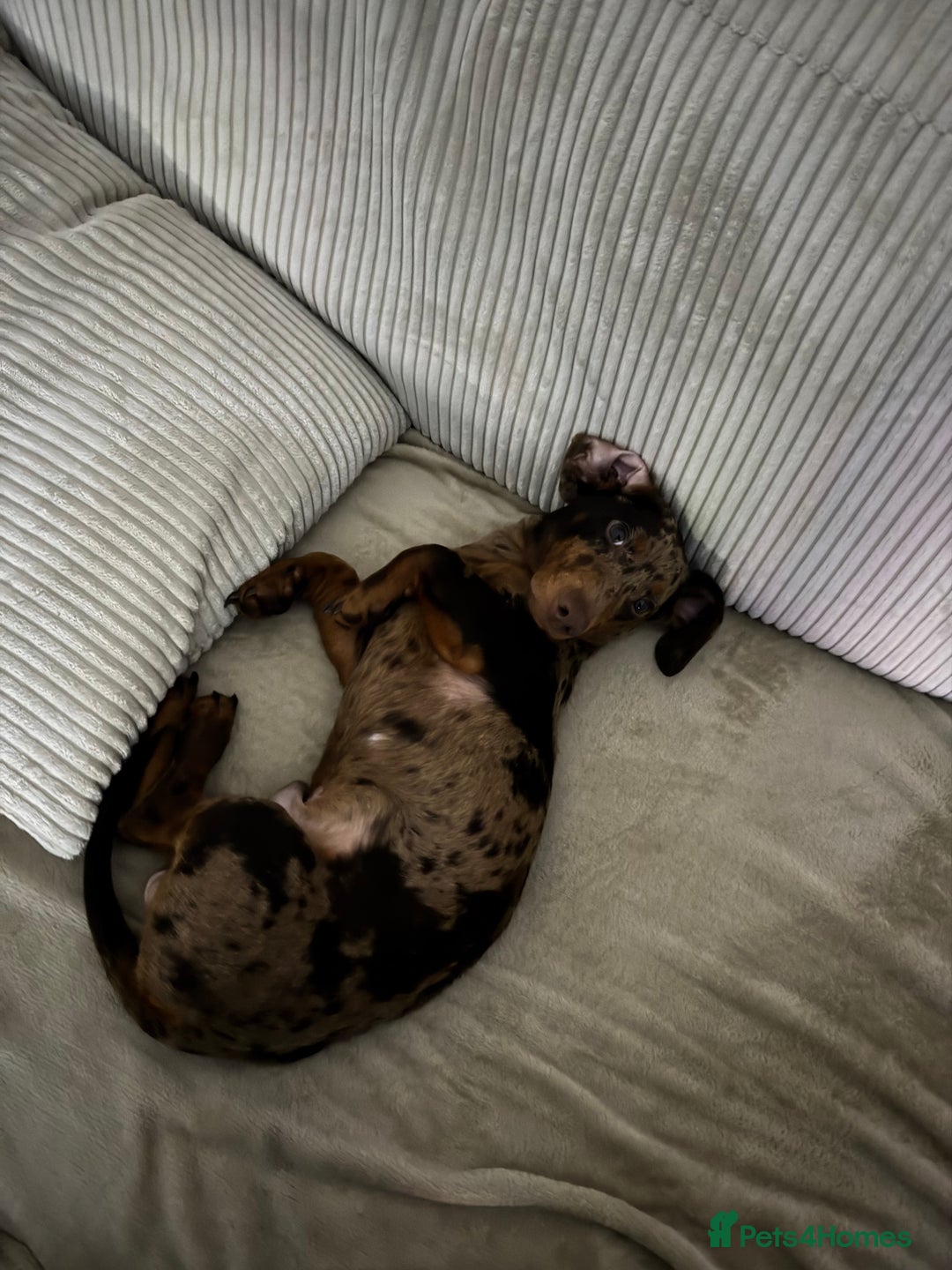 Dachshund dogs for sale: Dachshund puppy!  - Advert 6