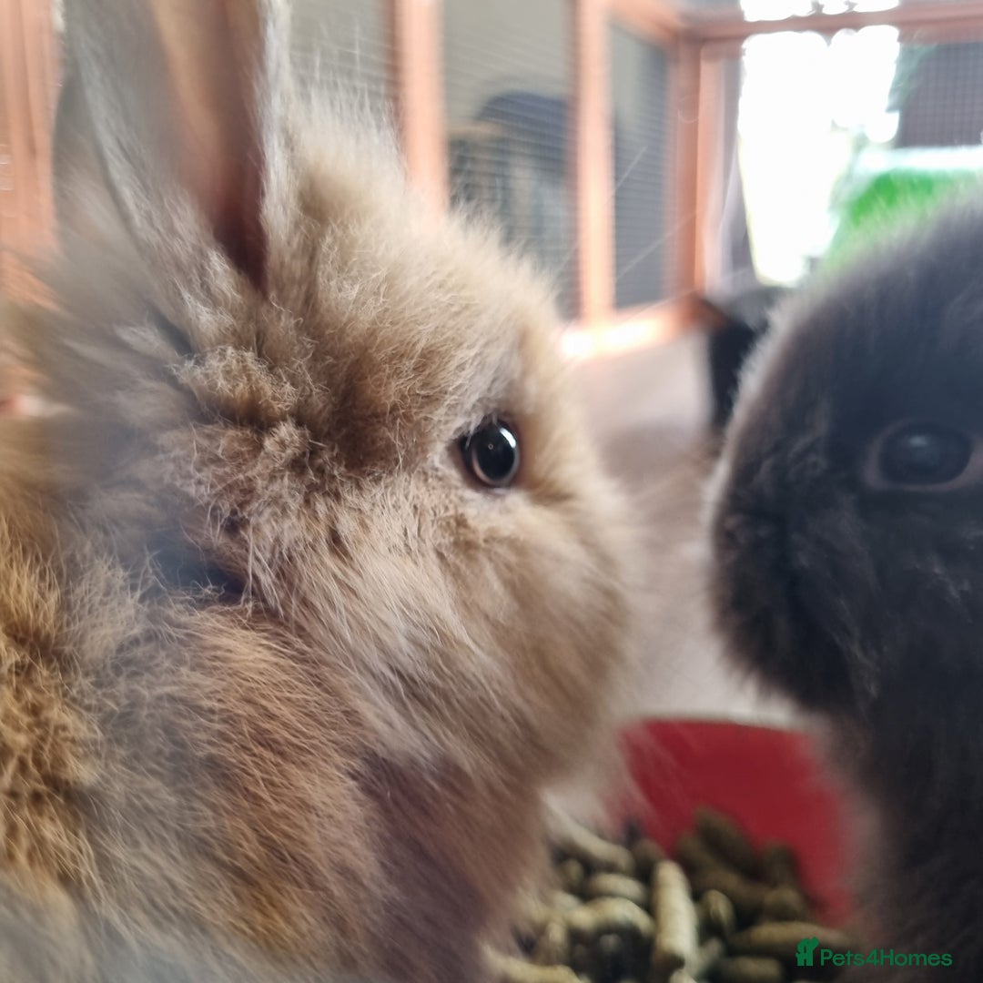 Lionhead rabbits for sale: Lionhead buck  - Image 5
