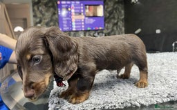 Miniature Dachshund dogs for sale: Longhaired miniature dachshund puppies KC reg. - Image 13