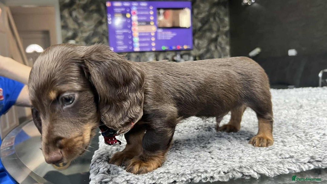 Miniature Dachshund dogs for sale: Longhaired miniature dachshund puppies KC reg. - Image 13