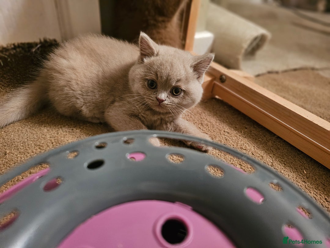 British Shorthair cats for sale: Gccf champion line rare fawn bsh kittens - Image 21