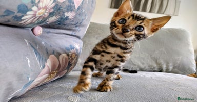 Bengal cats in Liverpool - Advert 4