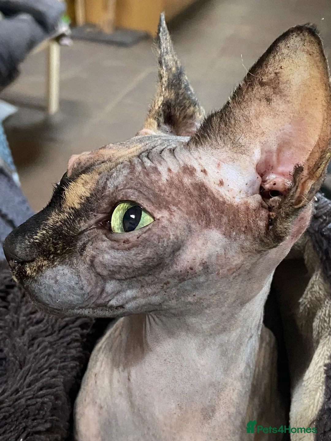 Sphynx cats for sale: SPHYNX CAT SPAYED FEMALE - Advert 7