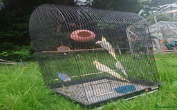 Cockatiels birds for sale: 2 Cockatiels & 2 Budgies with Cage in Preston - Image 7