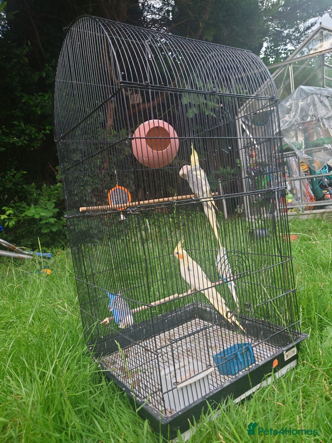 Cockatiels birds for sale: 2 Cockatiels & 2 Budgies with Cage in Preston - Image 7