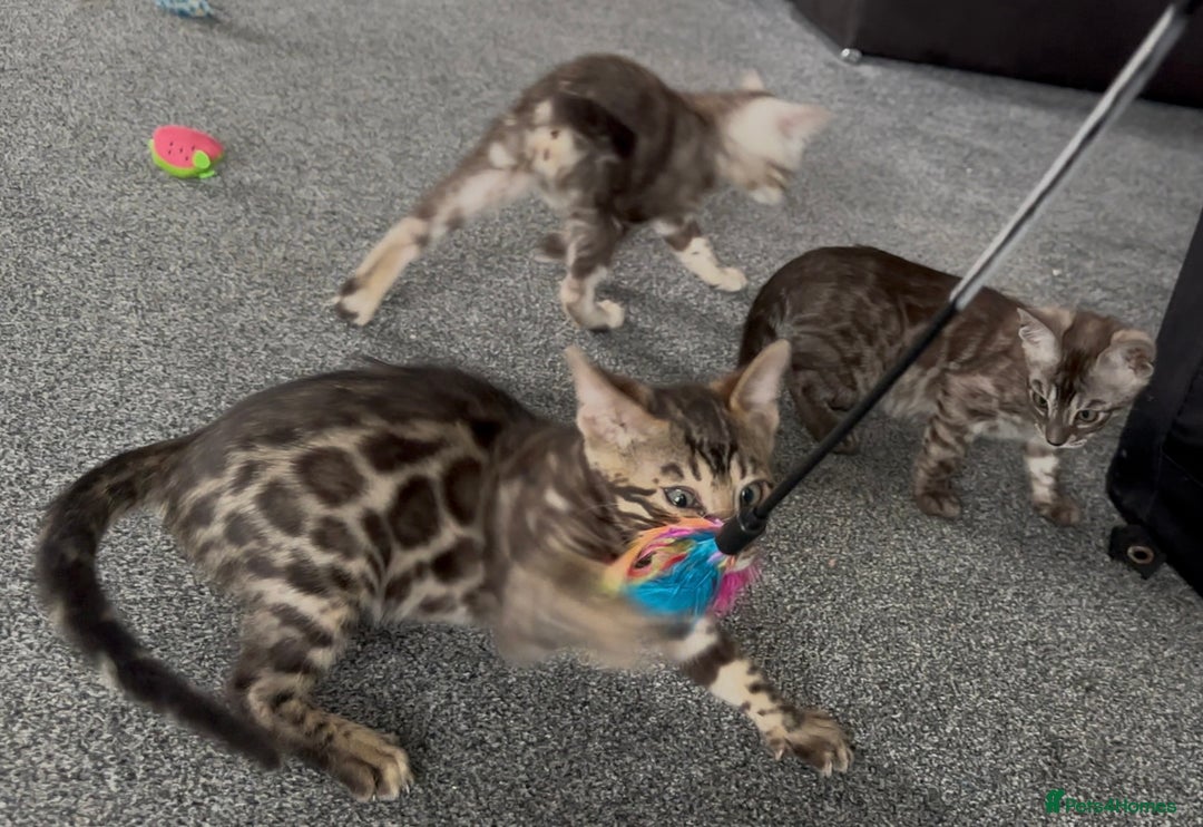 Bengal cats for sale: Well socialised bengal kittens - ready 21/12/25 - Advert 9
