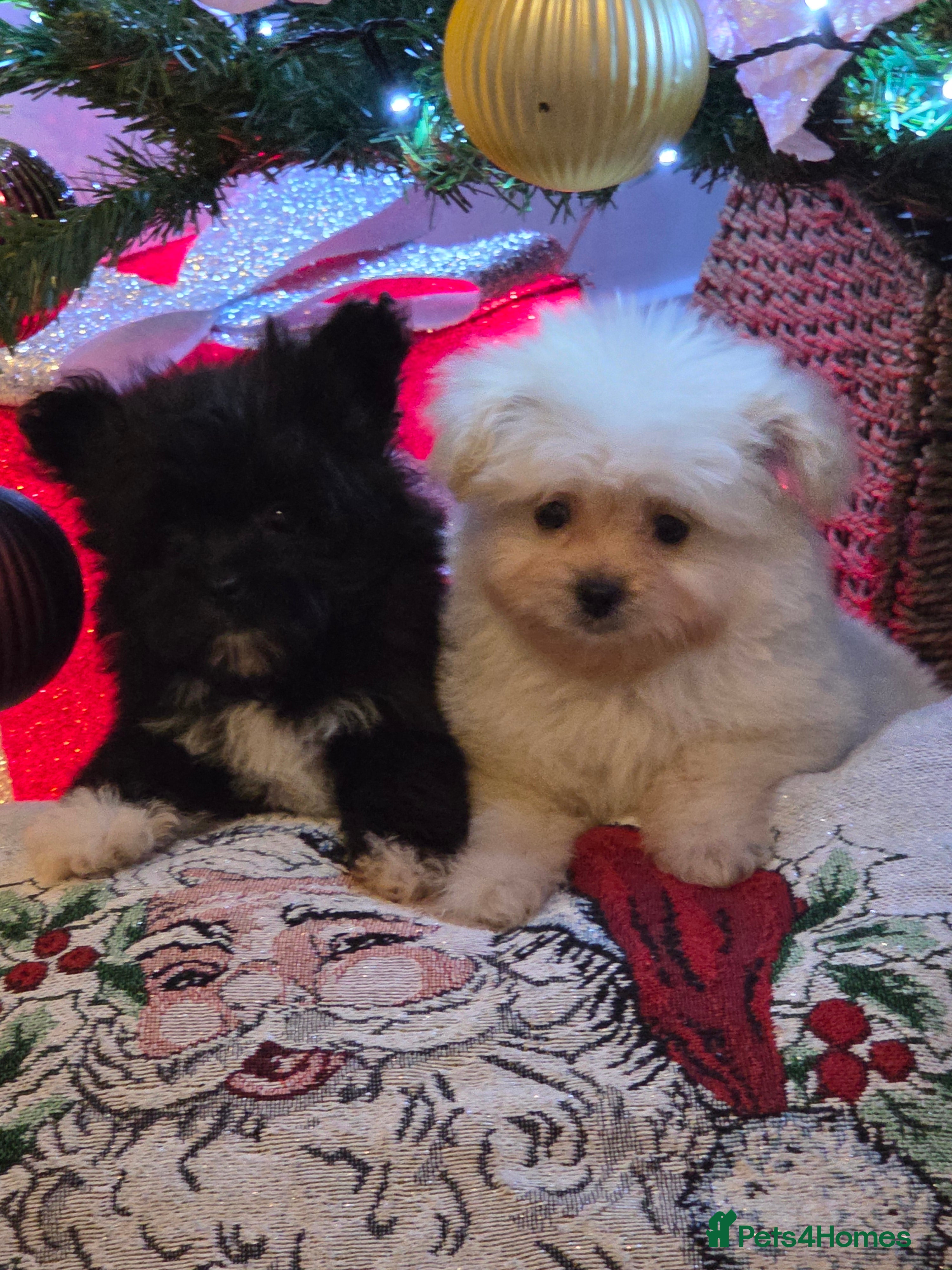 Pomeranian dogs Russian Teddy Bear Pomeranians  - Advert 12