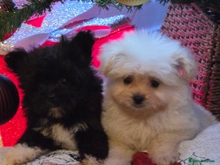 Pomeranian dogs Russian Teddy Bear Pomeranians - Advert 2