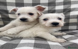 West Highland Terrier dogs for sale: West highland terrier  - Image 4