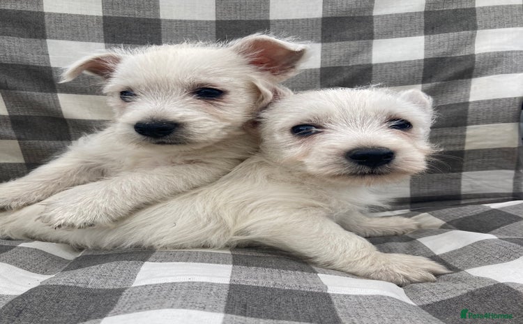 West Highland Terrier dogs - Advert 4