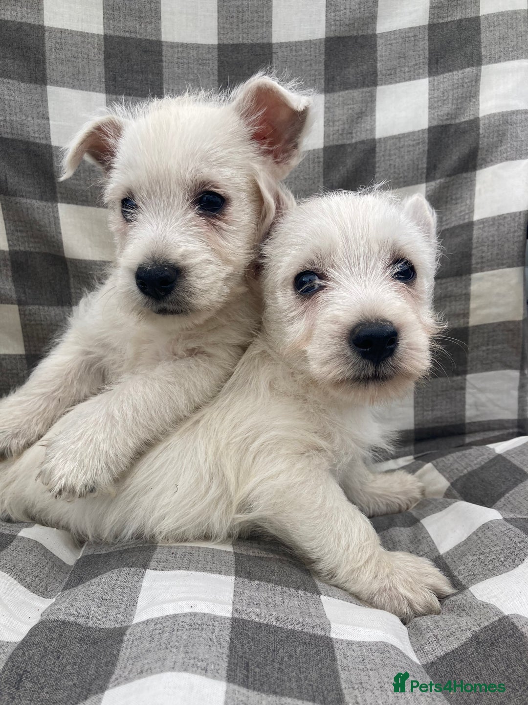 West Highland Terrier dogs for sale: West highland terrier  - Image 4