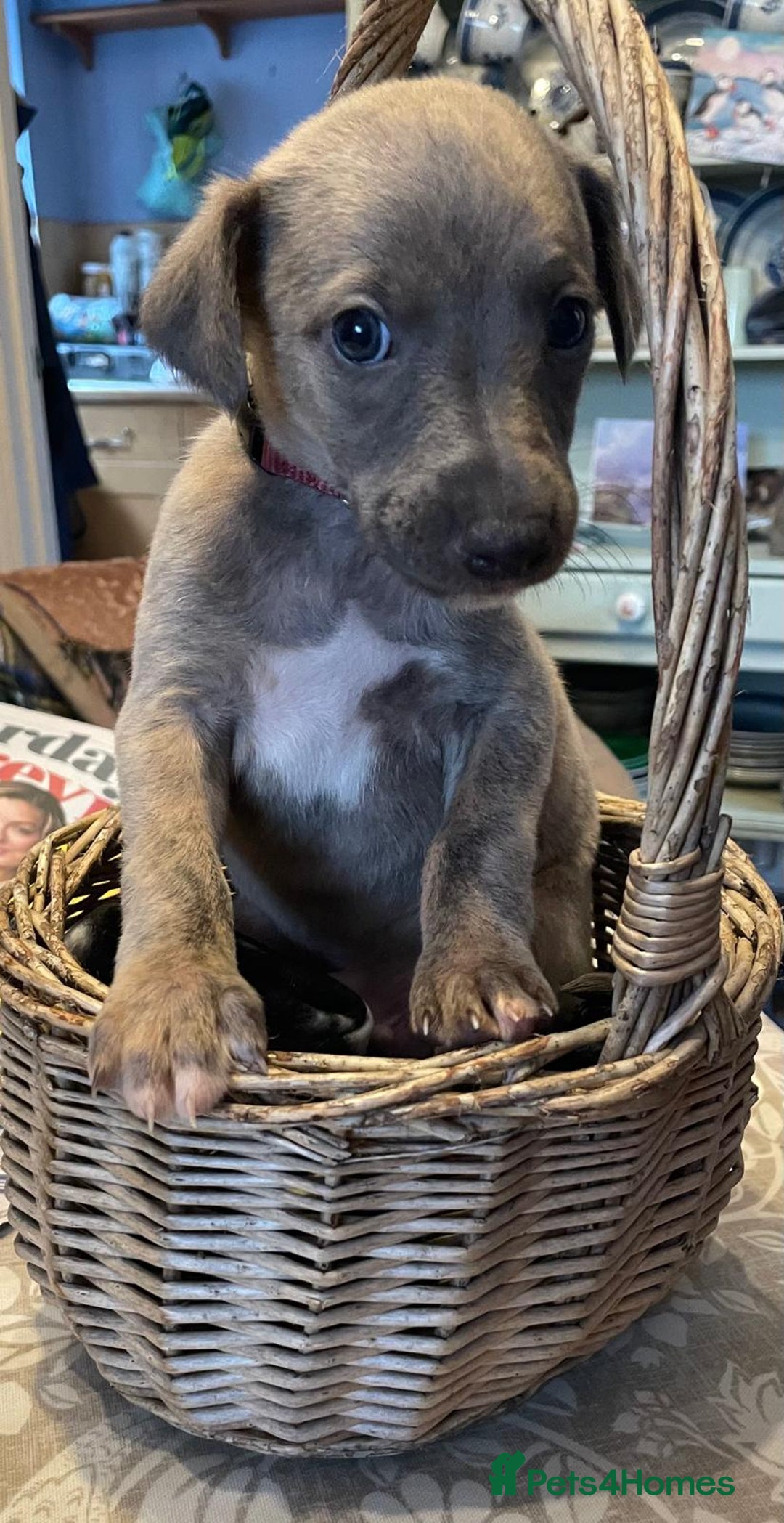 Whippet dogs for sale: Beautiful Whippet Puppies - 3 Boys & 2 Girls - Advert 9