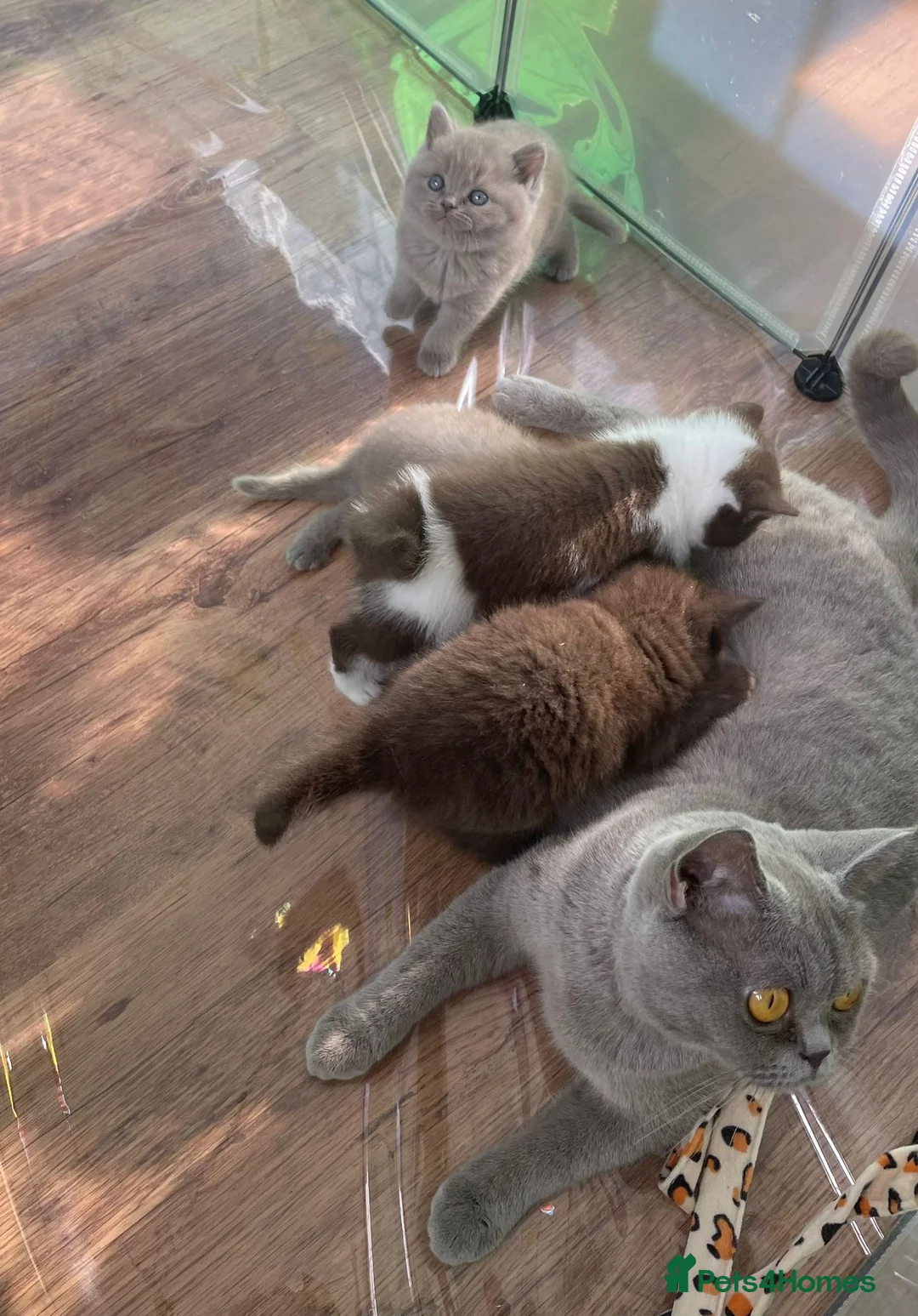 British Shorthair cats for sale: British Shorthair kittens ready to reserve - Advert 9