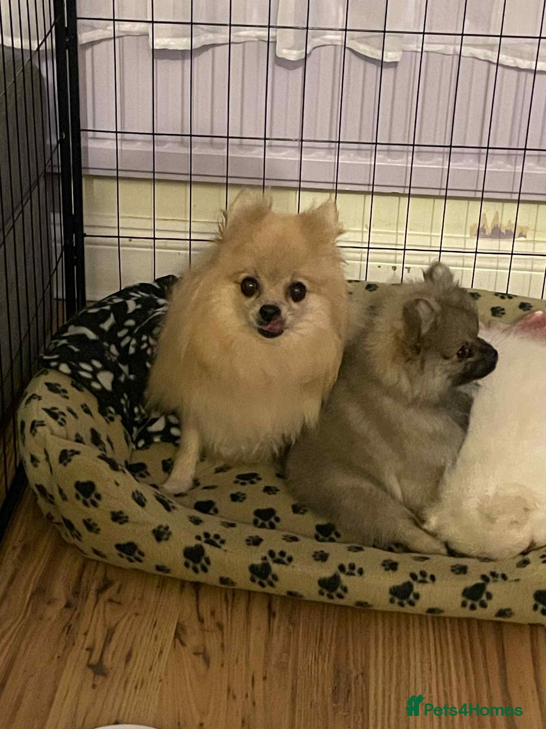 Pomeranian dogs for sale: Pomeranians  - Advert 3