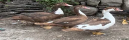Ducks poultry for sale: Trio of Chocolate Muscovys - Advert 1