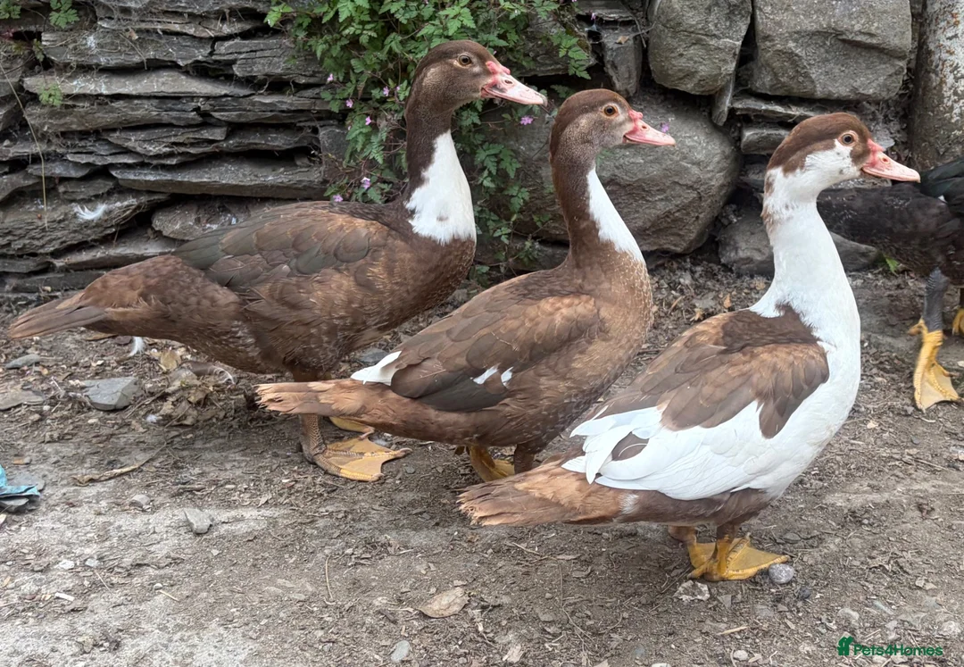 Ducks poultry for sale: Trio of Chocolate Muscovys - Advert 1