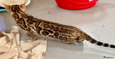 Bengal cats - Advert 10