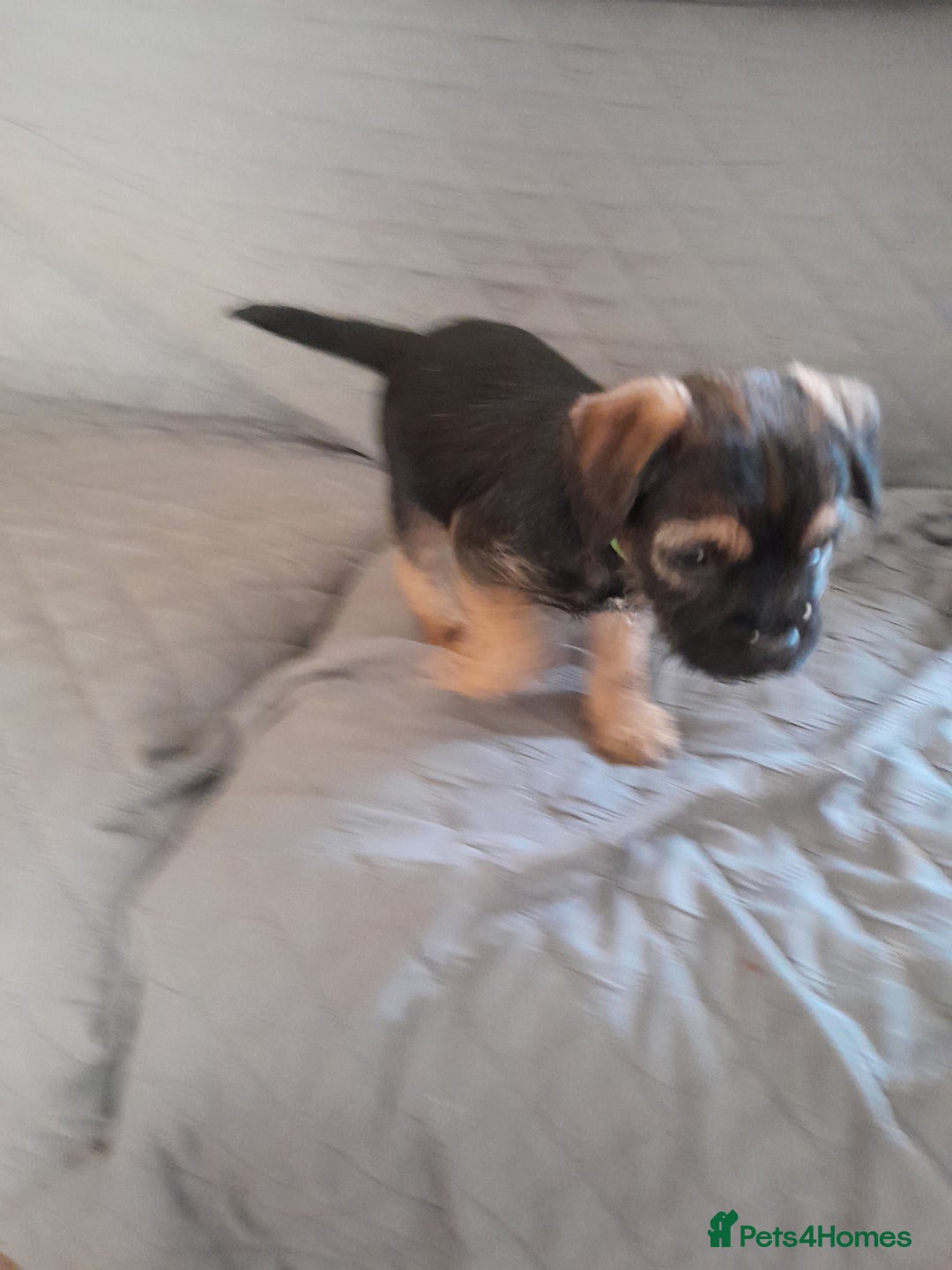 Border Terrier dogs for sale: Quality Border Terrier pups  - Advert 3