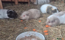 Guinea Pig rodents for sale: 4 adult guinea pigs - Image 3