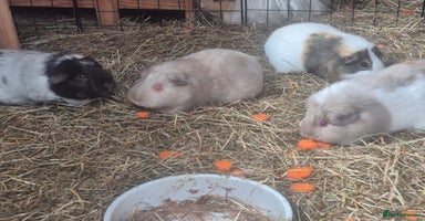 Guinea Pig rodents - Advert 8