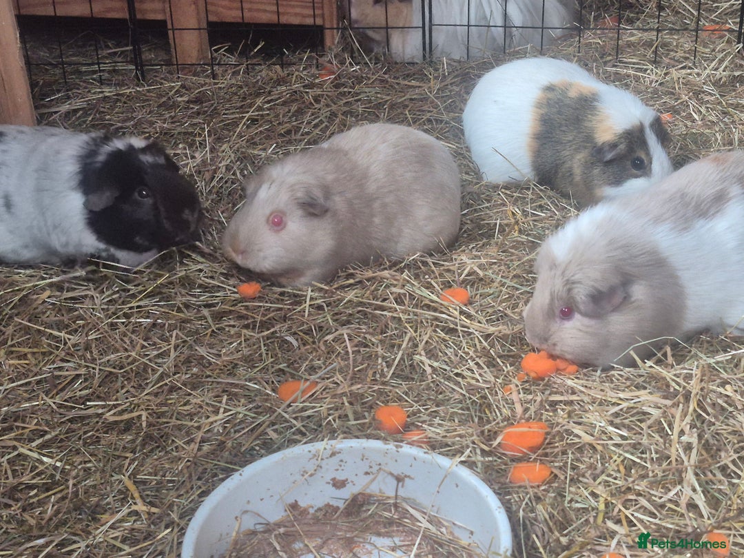 Guinea Pig rodents for sale: 4 adult guinea pigs - Image 3