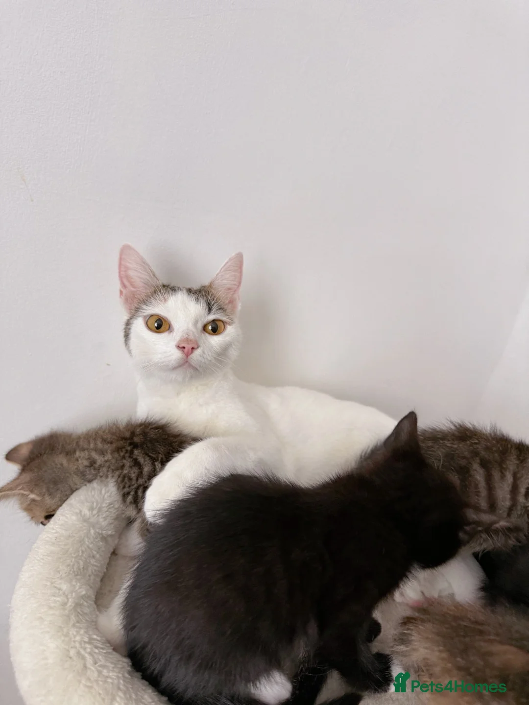 Mixed Breed cats for sale: Petal, Female Calico - Advert 7