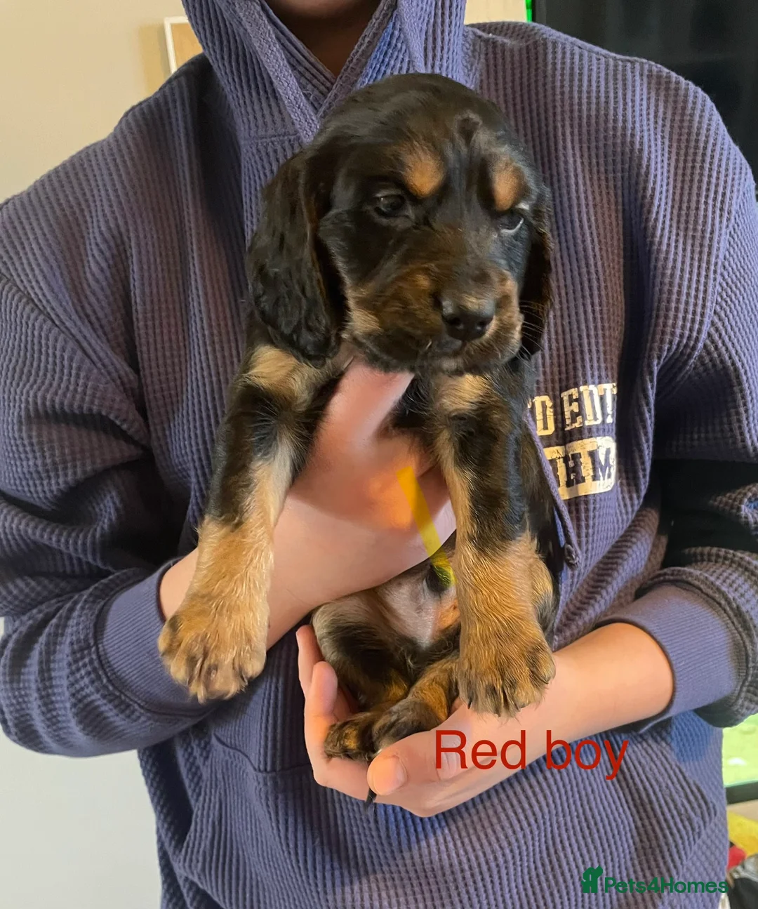 Cockapoo dogs for sale: Cocker spaniel x F1B cockapoo - Advert 5