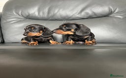 Dachshund dogs for sale: Black tan miniature Dachshund puppies  - Image 7