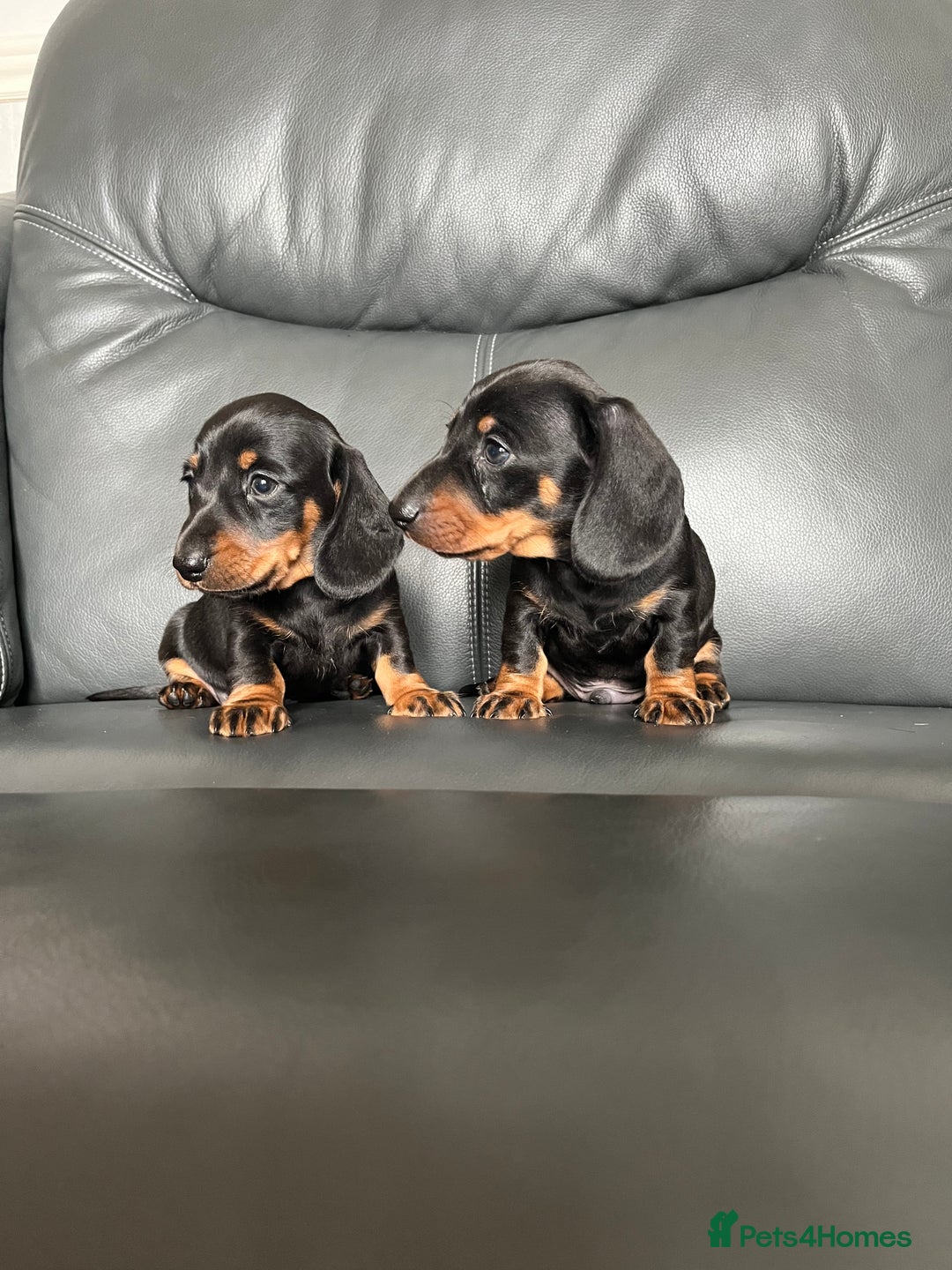 Dachshund dogs for sale: Black tan miniature Dachshund puppies  - Image 7
