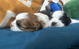 Shihpoo dogs for sale: Shitzu  - Image 14