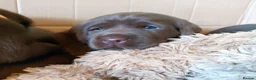 Labrador Retriever dogs for sale: Chocolate Labradors Puppies,Health Tested Parents  - Advert 15