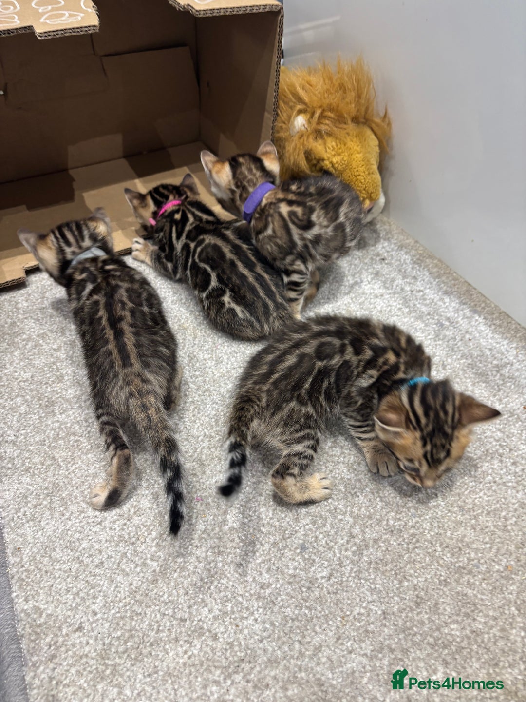 Bengal cats for sale: Amazing brown rosetted Bengal girl kittens - Image 15
