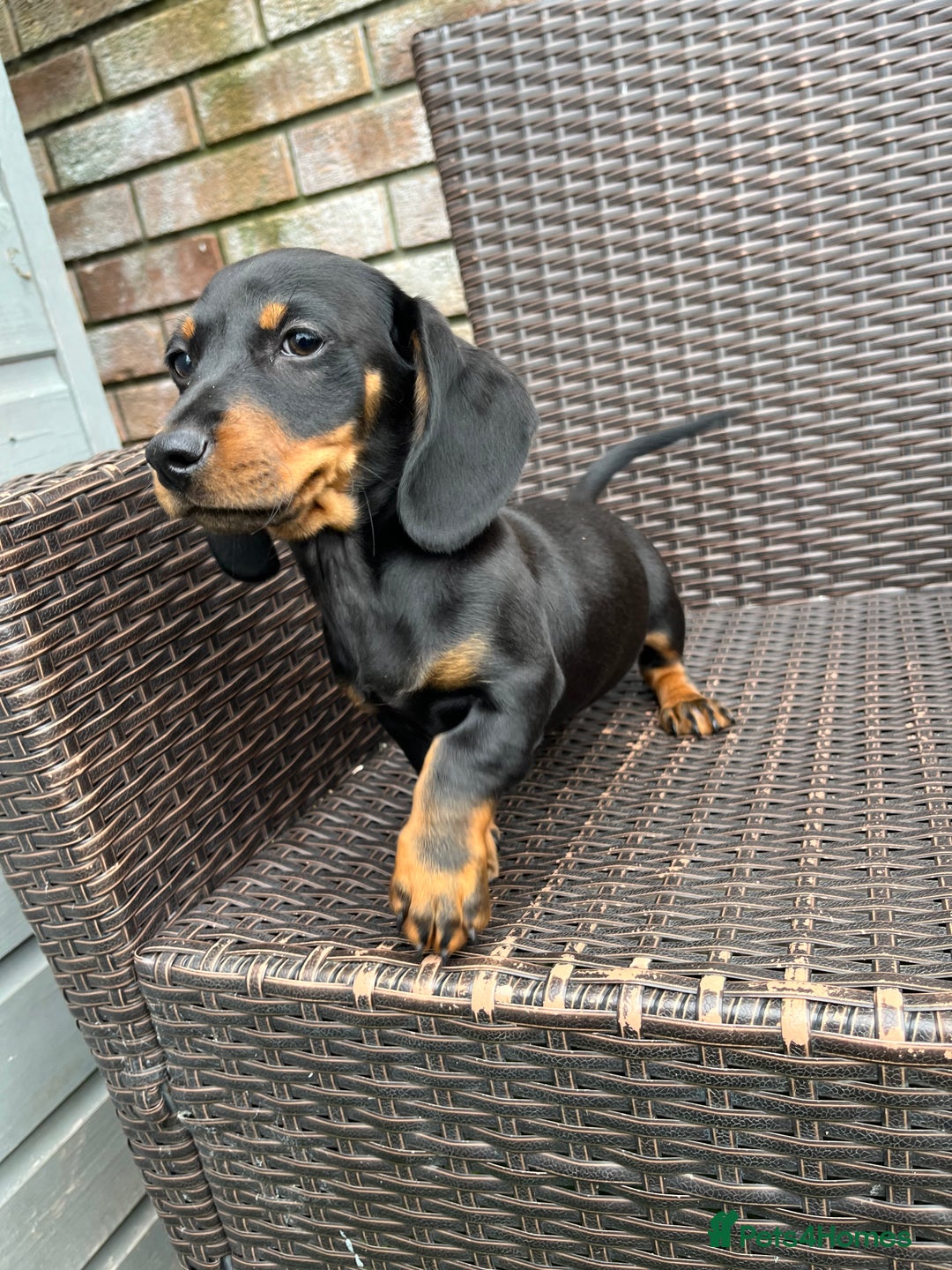 Dachshund dogs for sale: Dachshund puppies - Image 19