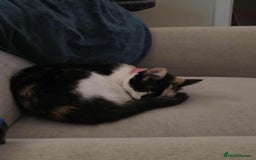 Mixed Breed cats for sale: Tortoise Shell Cat - Image 2