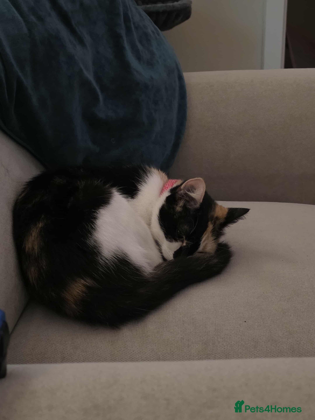 Mixed Breed cats for sale: Tortoise Shell Cat - Image 2