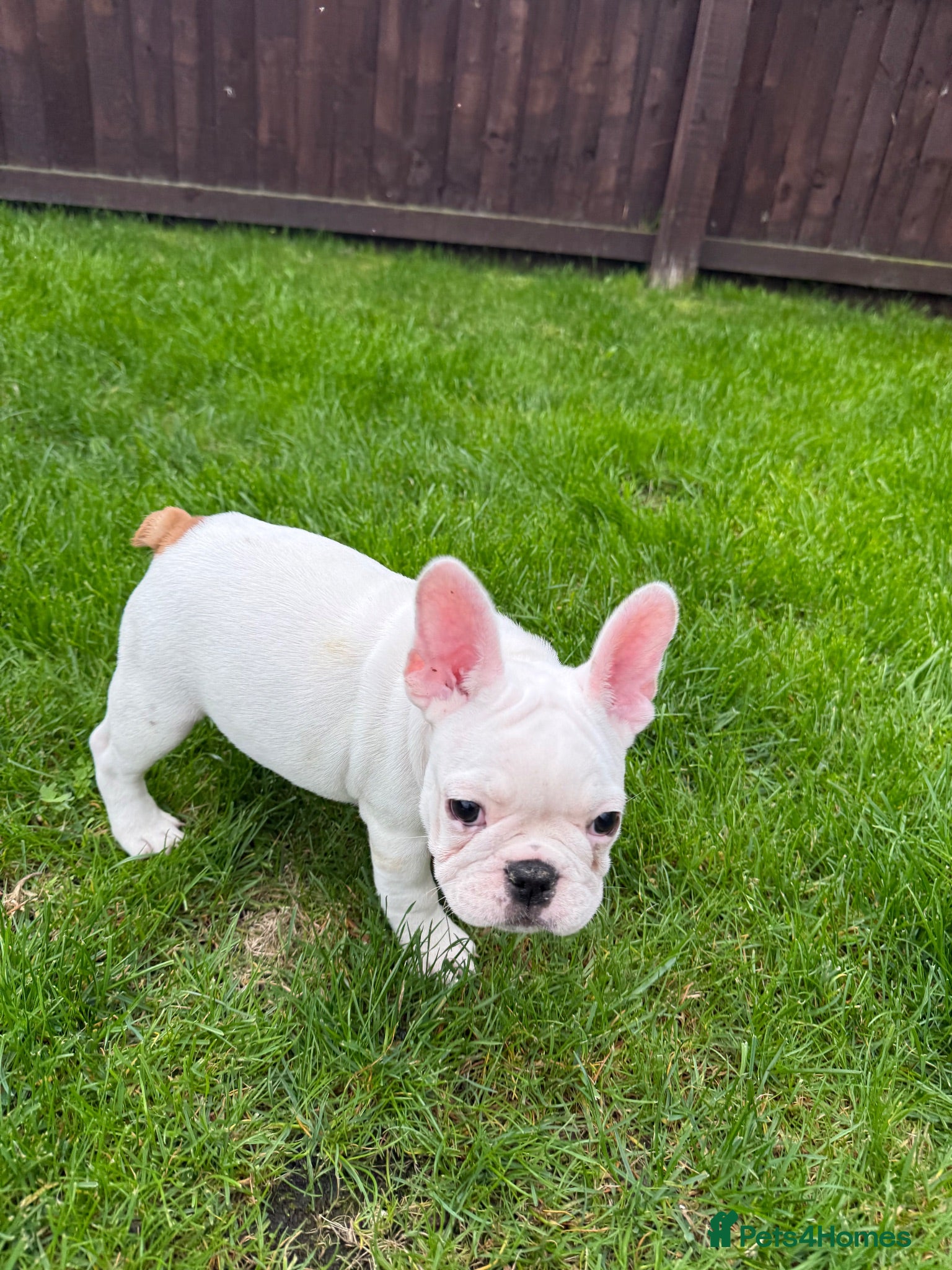 French Bulldog dogs Last 3 Girls left! Ready to leave!  - Advert 11