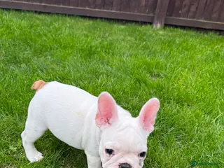 French Bulldog dogs Last 3 Girls left! Ready to leave! - Advert 11
