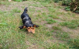 Mixed Breed dogs for sale: This is Snowy in kings lynn  in King's Lynn - Image 7