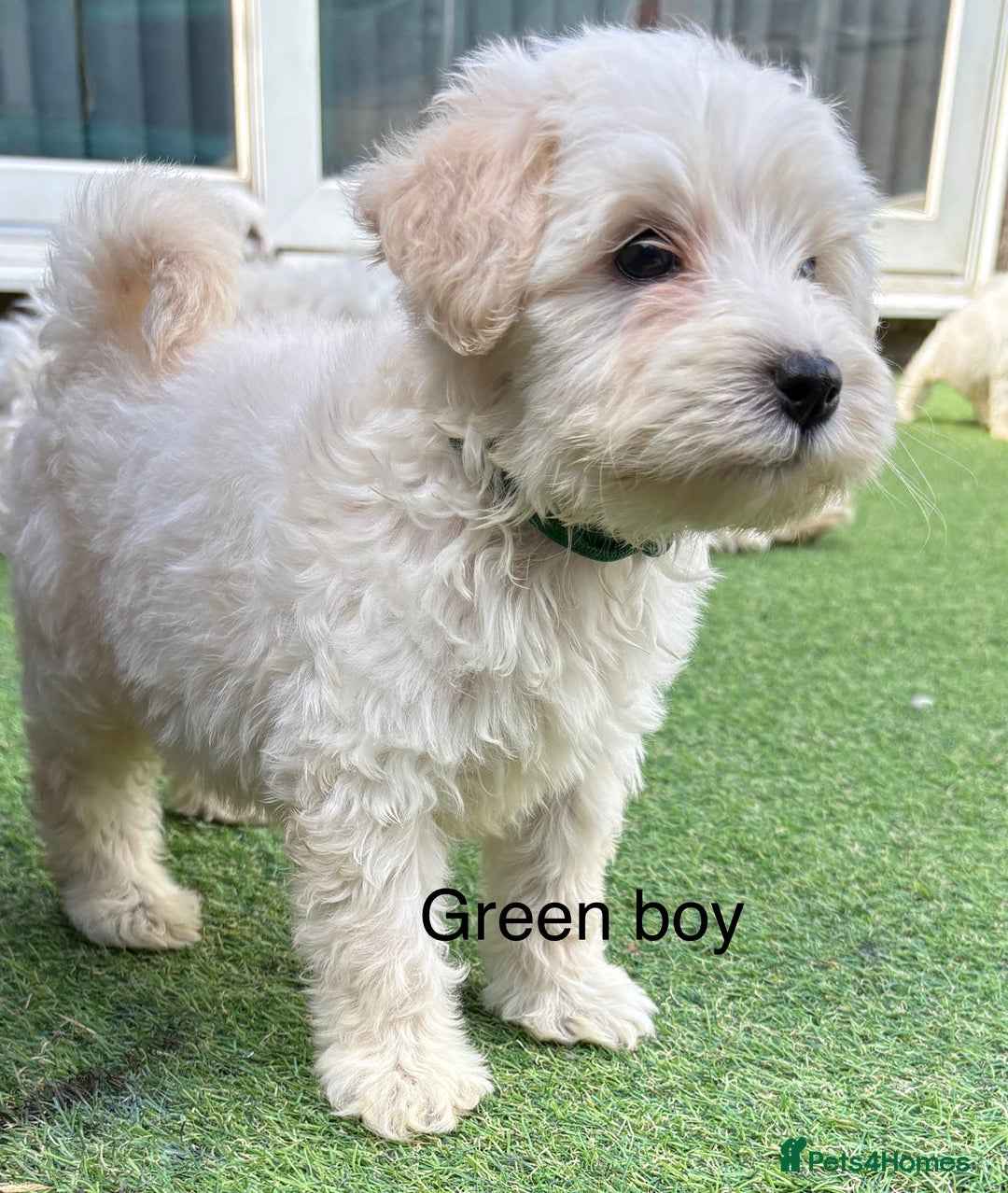 Cockapoo dogs for sale: F1B cockapoo (ready to go)  - Image 4