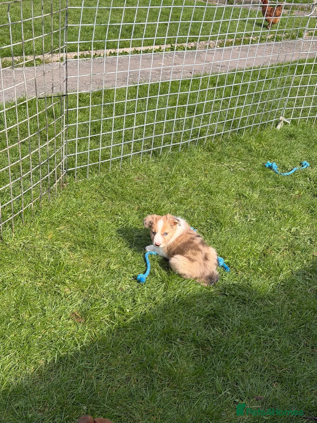 Border Collie dogs for sale: Stunning border collie puppies  in Carmarthen - Advert 2