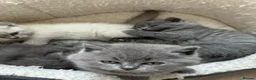 Scottish Fold cats for sale: Beautiful Scottish Fold Kittens - Advert 12