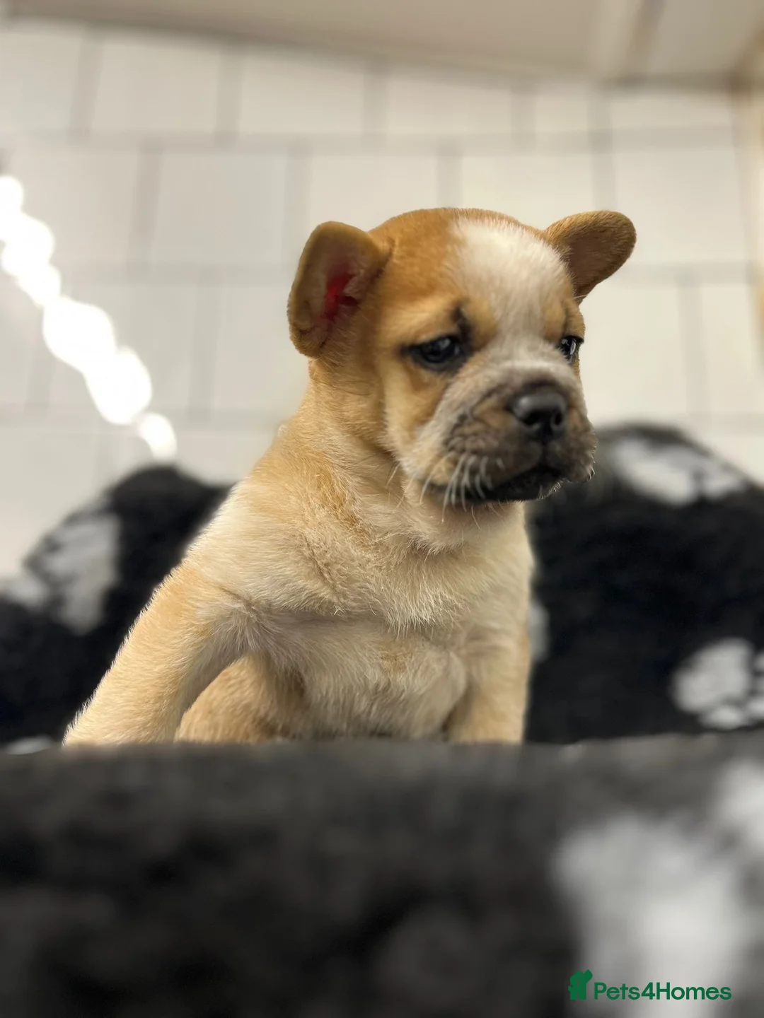 Mixed Breed dogs for sale: Last little girl frow left for her forever home 🤍 - Advert 5