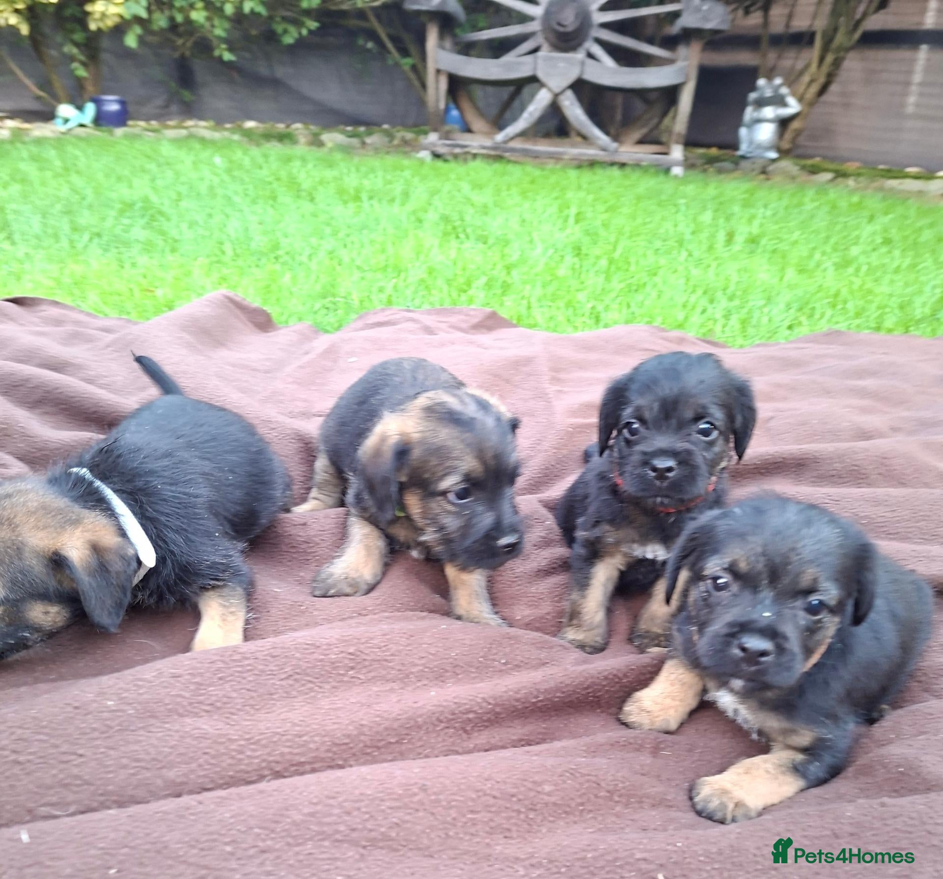 Border Terrier dogs BORDER TERRIERS SLEM CLEAR  - Advert 2