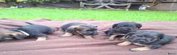 Border Terrier dogs for sale: BORDER TERRIERS SLEM CLEAR  - Advert 1