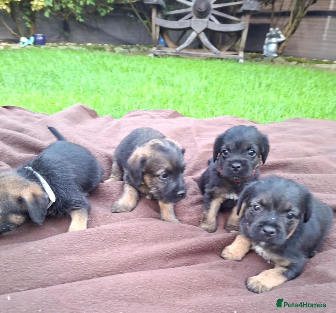 Border Terrier dogs for sale: BORDER TERRIERS SLEM CLEAR  - Advert 1