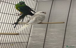 Conures birds for sale: TURQOISE PARROT / PERLY WHITE - Image 6
