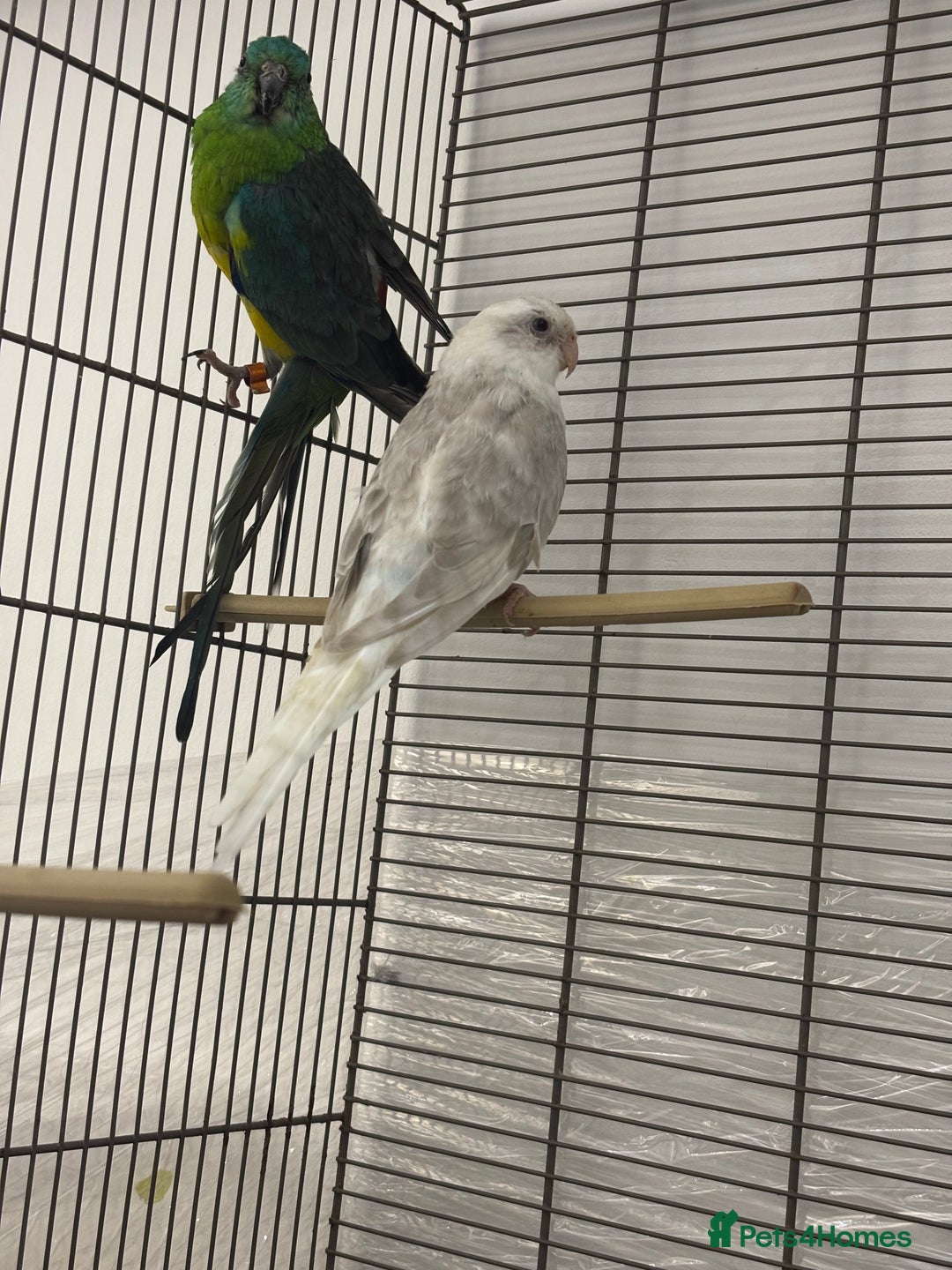 Conures birds for sale: TURQOISE PARROT / PERLY WHITE - Image 6