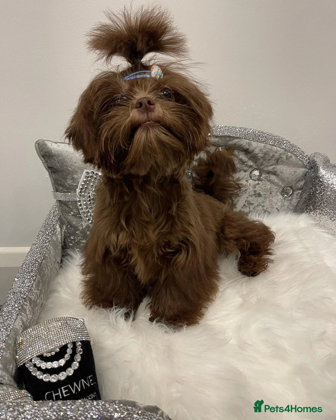 Shih Tzu dogs for stud: STUNNING CHOCOLATE IMPERIAL SHIHTZU OPEN AT STUD in Grays - Advert 5